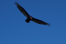 Un vautour